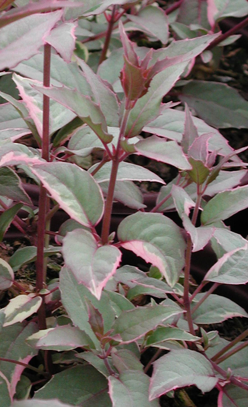 Fuchsia macrostema - 1 Gallon