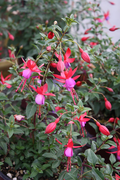Fuchsia Pats Dream