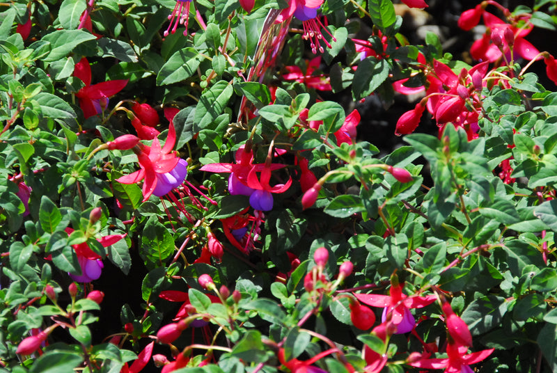 Fuchsia Pats Dream - 1 Gallon