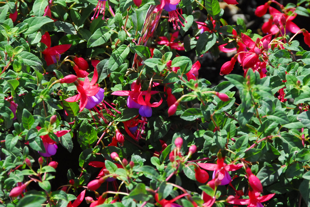 Fuchsia Pats Dream