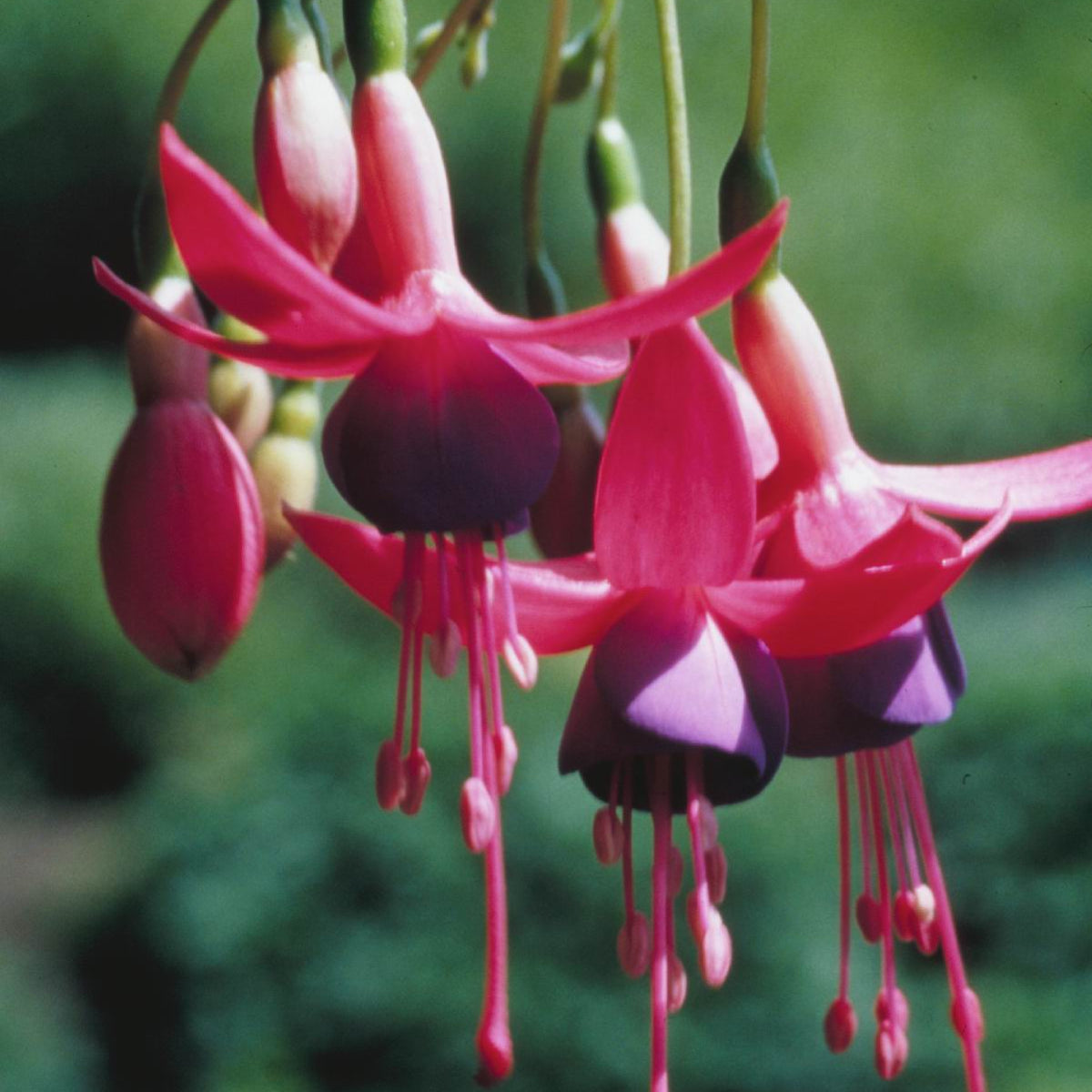 Fuchsia Pats Dream - 1 Gallon — Blooming Junction