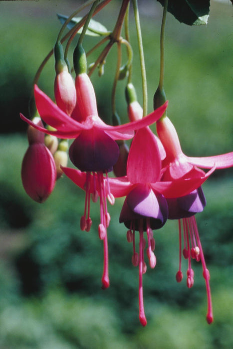 Fuchsia Pats Dream