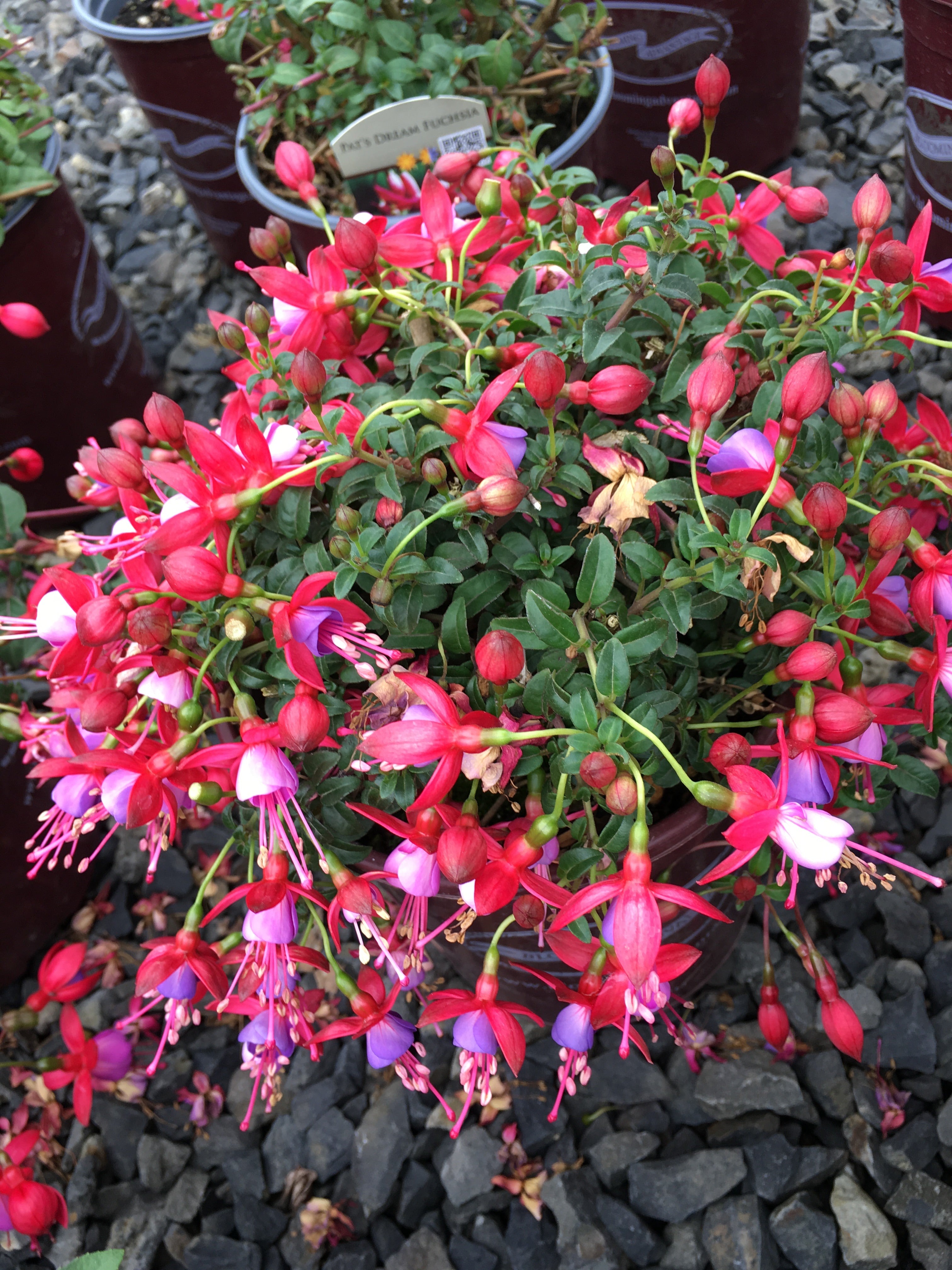 Fuchsia Pats Dream - 1 Gallon — Blooming Junction