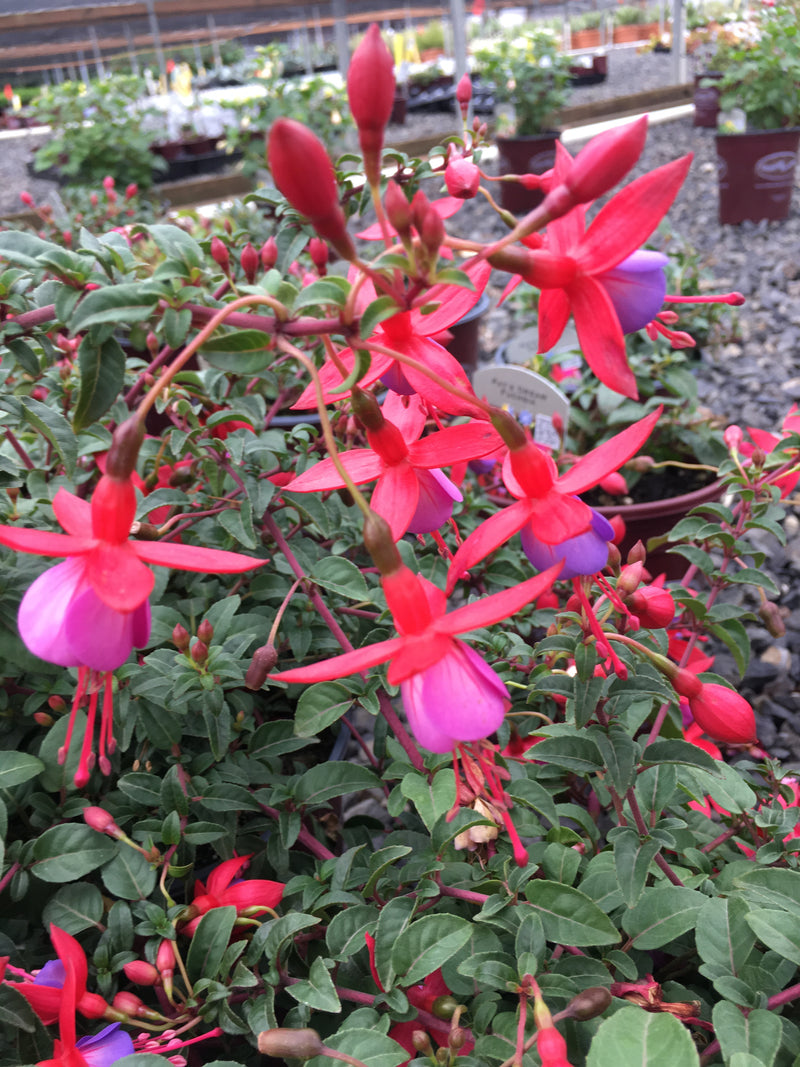Fuchsia Pats Dream - 1 Gallon