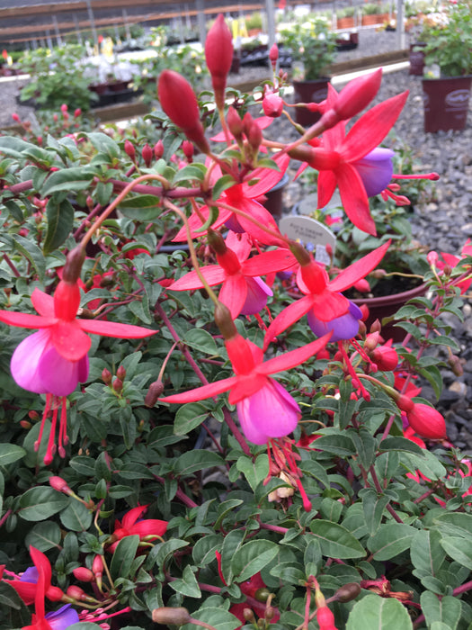 Fuchsia Pats Dream