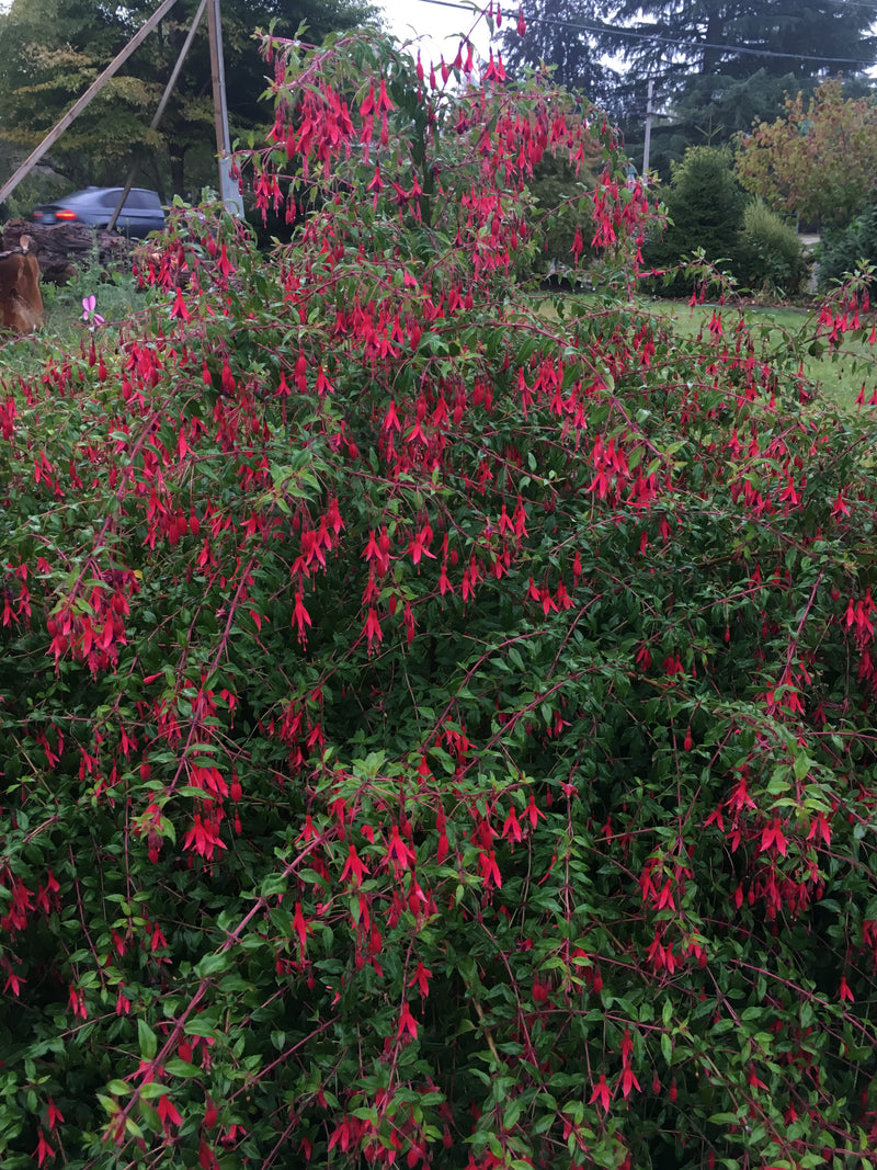 Fuchsia Riccartonii - 1 Gallon