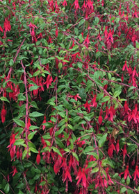 Fuchsia Riccartonii - 1 Gallon