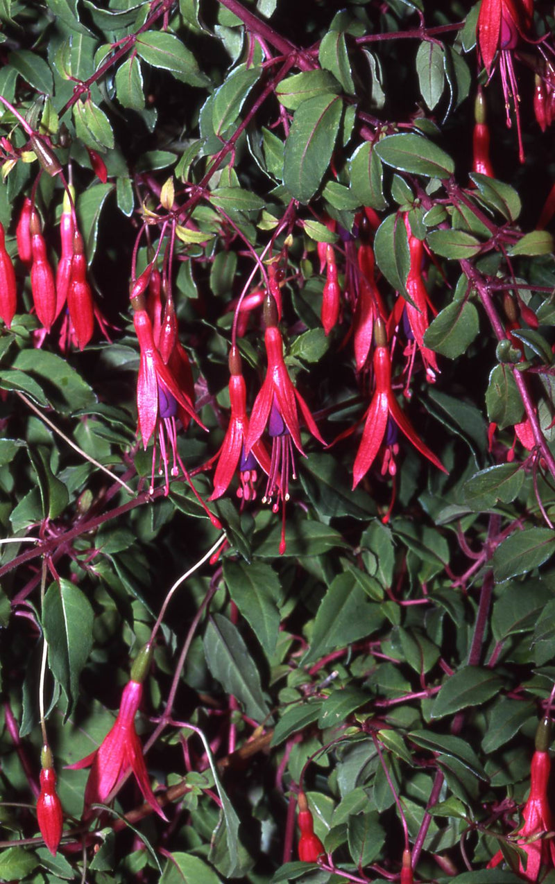 Fuchsia Riccartonii - 1 Gallon