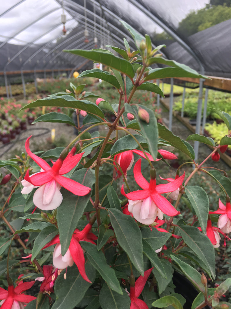 Fuchsia Santa Claus - 1 Gallon