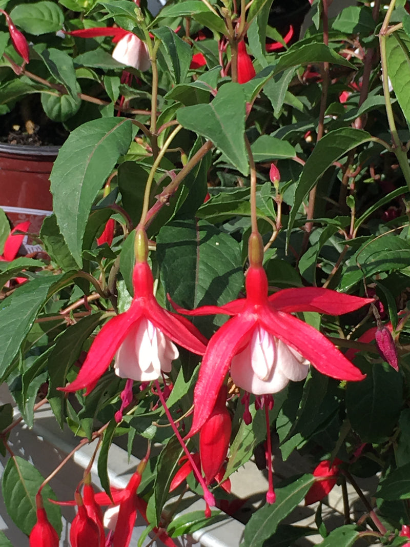 Fuchsia Santa Claus - 1 Gallon