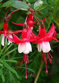 Fuchsia Santa Claus - 1 Gallon