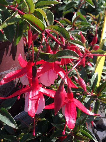 Fuchsia Santa Claus - 1 Gallon