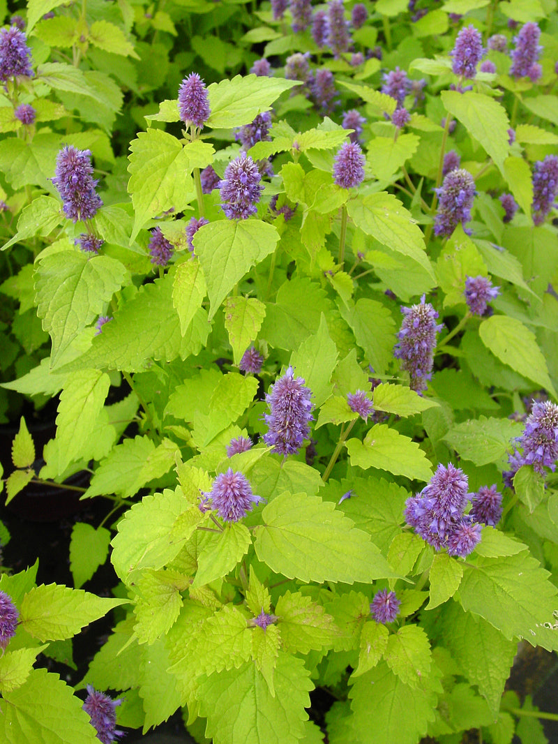Agastache Golden Jubilee - 1 Gallon
