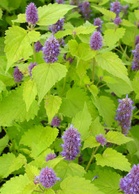 Agastache Golden Jubilee - 1 Gallon
