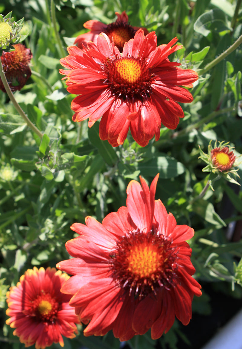 Gaillardia Burgundy - 3.5"