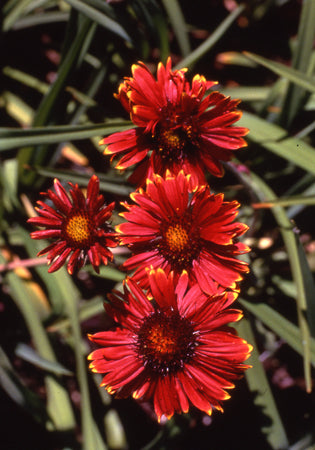 Gaillardia Burgundy - 3.5"