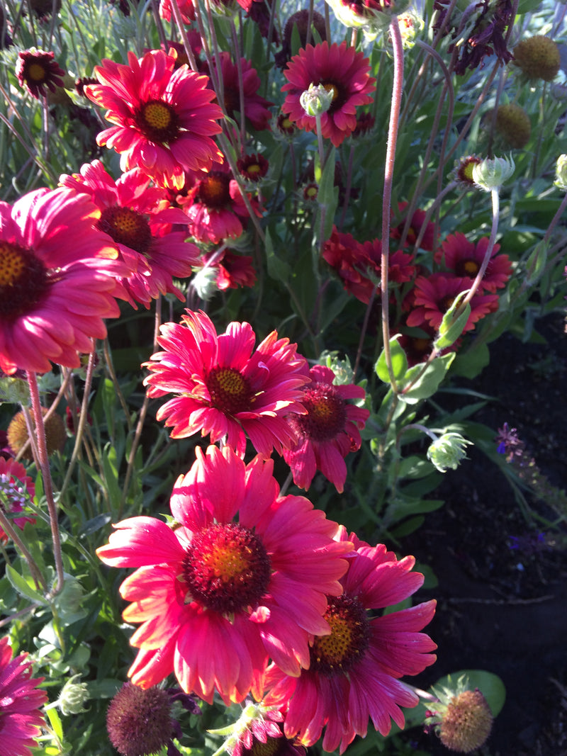 Gaillardia Burgundy - 3.5"
