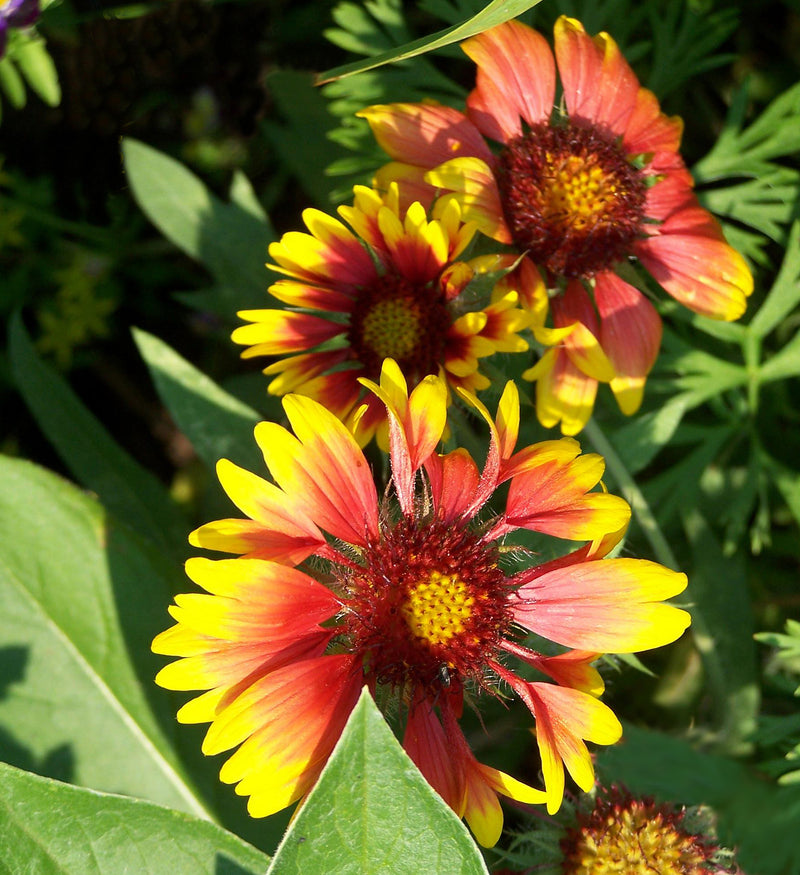 Gaillardia Goblin - 3.5"