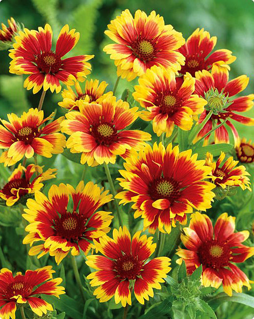 Gaillardia Goblin - 3.5"