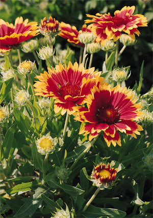 Gaillardia Goblin - 3.5"
