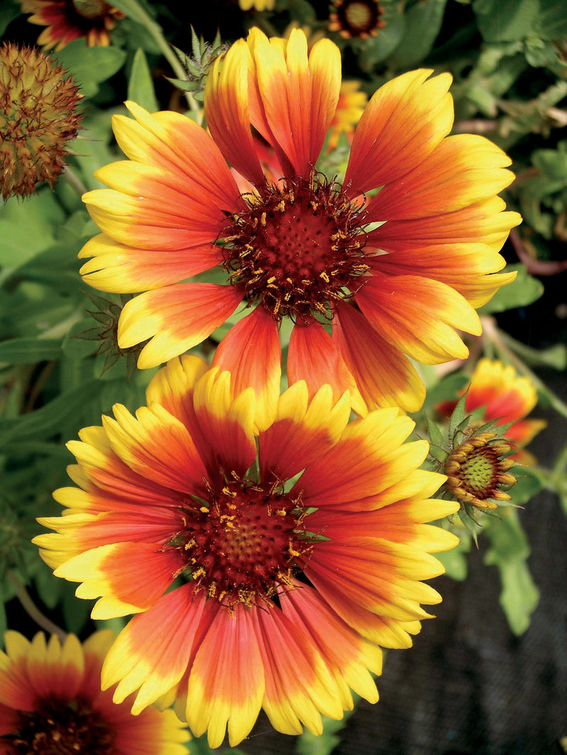 Gaillardia Goblin - 3.5"