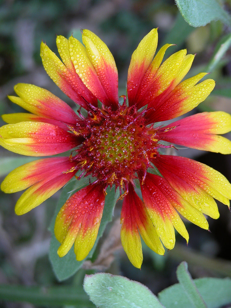 Gaillardia Goblin - 3.5"