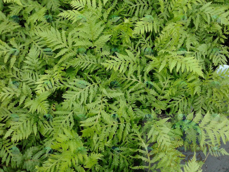 Fern Giant Chain - 1 Gallon