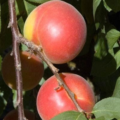 Dave Wilson Peacotum Bella Gold Bare Root Fruit Tree