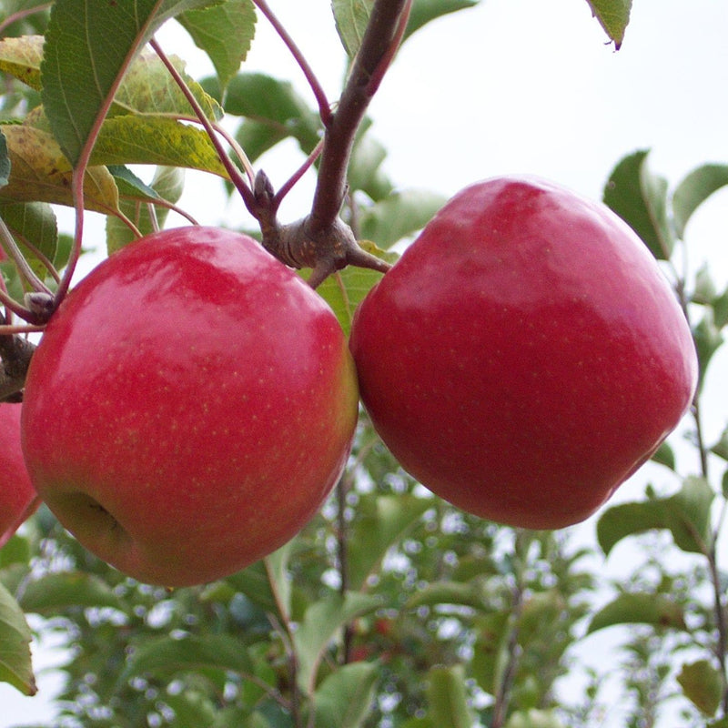Dave Wilson Apple Pink Lady® Bare Root Tree