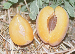Dave Wilson Puget Gold Apricot Bare Root Fruit Tree