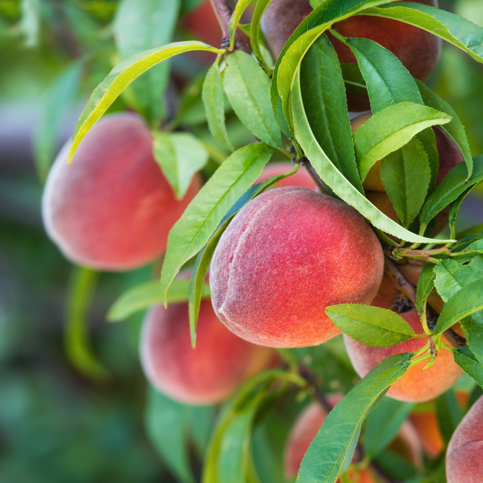 Dave Wilson Eldorado Peach Base Root Fruit Tree