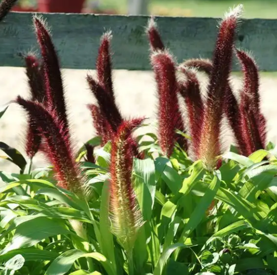 Millet Jade Princess - 6"