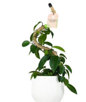 Mossify Bendable Coir Pole 16"