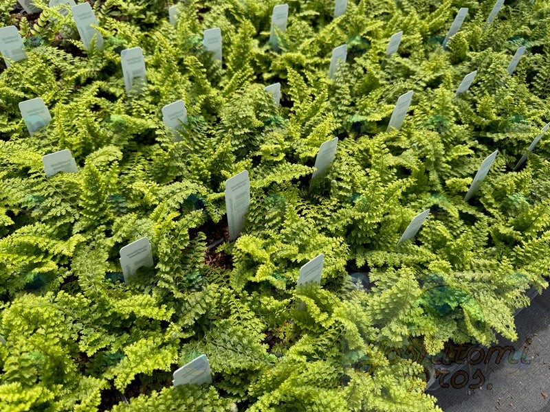 Fern Soft Shield - 1 Gallon
