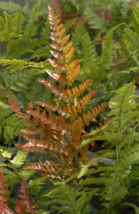 Fern Autumn - 4.5"