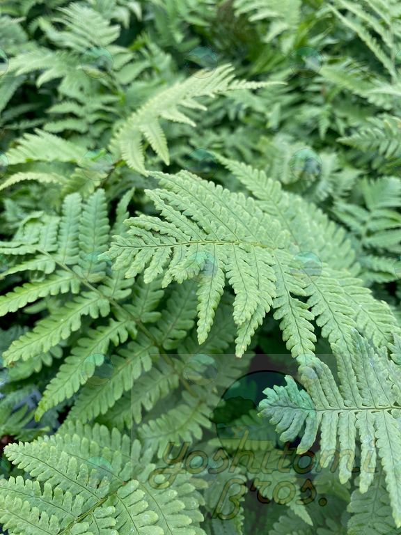 Fern Beautiful Wood - 1 Gallon