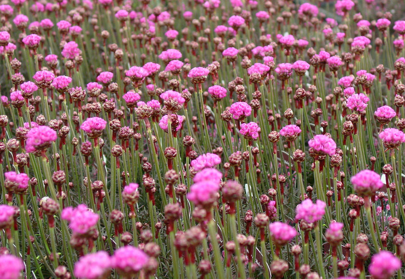 Armeria Rubrifolia - 3.5"