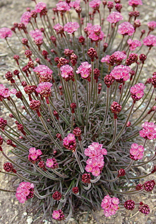 Armeria Rubrifolia - 3.5"