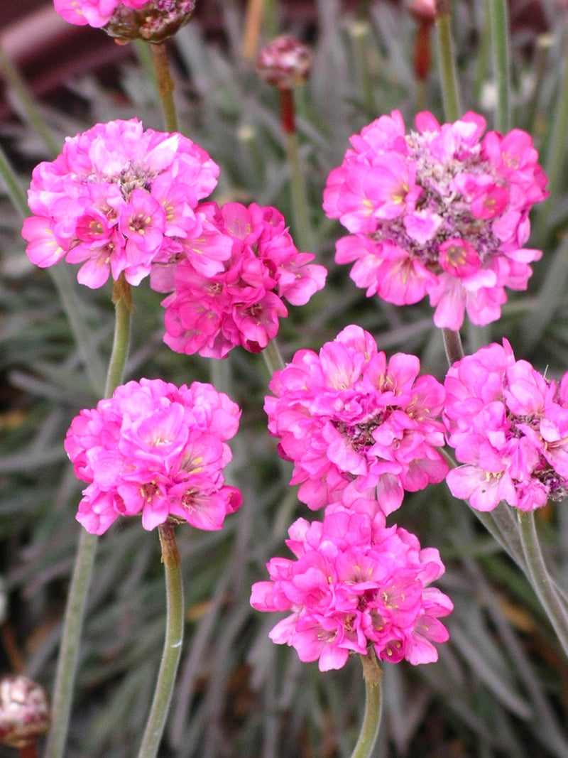 Armeria Rubrifolia - 3.5"
