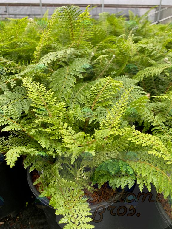 Fern Alaska - 4"