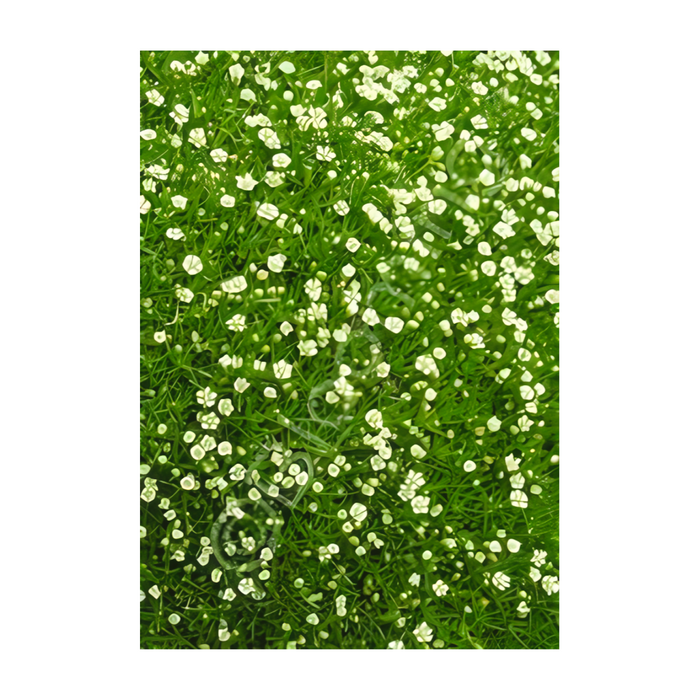 CLASS: The Green Carpet - Designing with Ground Cover