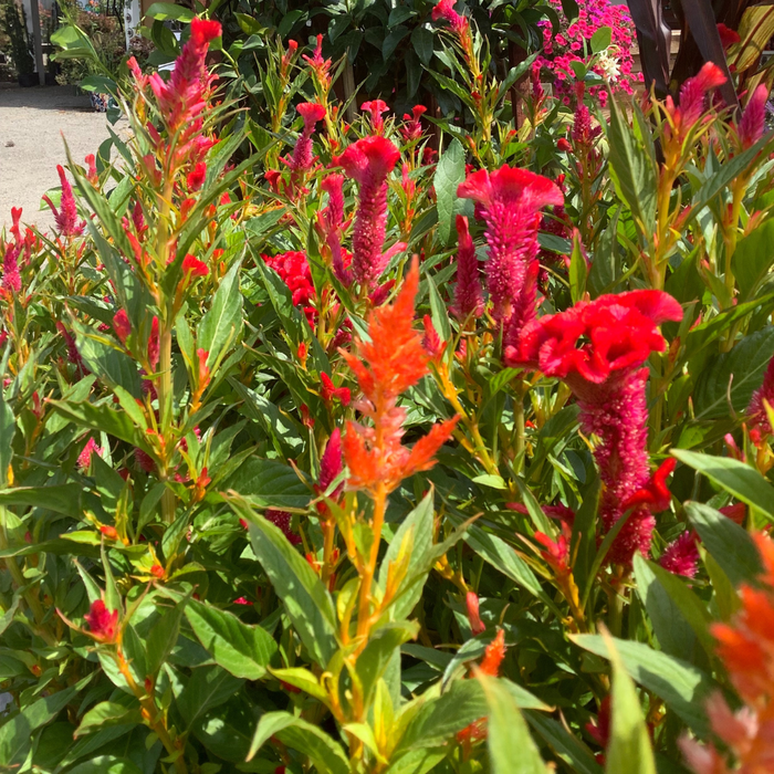 CLASS Autumn Arrangements: Designing Your Fall Containers