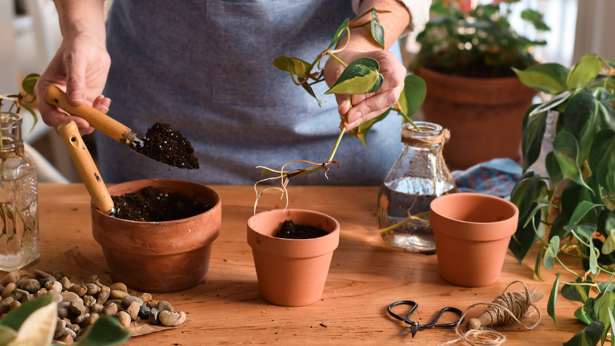 CLASS: Thrive Inside - A Houseplant Care Masterclass