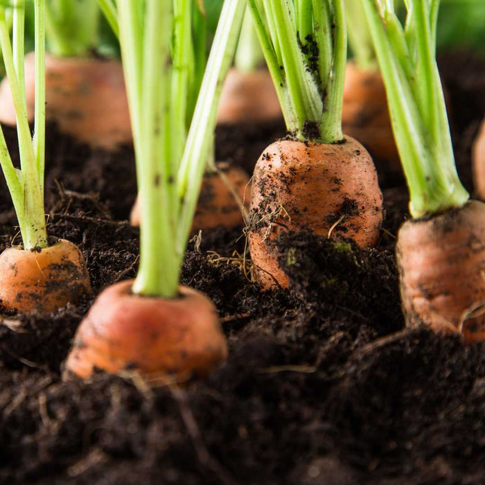 Carrots: 10lb box