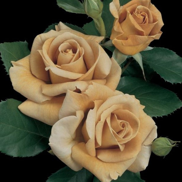 Honey Dijon™ Rose - 3 Gallon