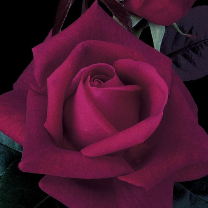 Lasting Love® Rose