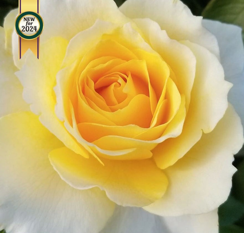 Rose Week's Quest for Zest™ Bare Root