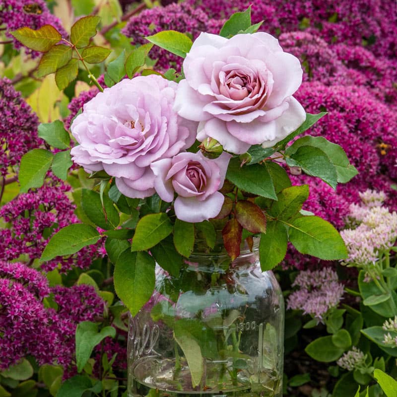 Silver Lining™ Rose - 3 Gallon