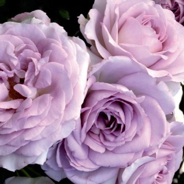 Silver Lining™ Rose - 3 Gallon