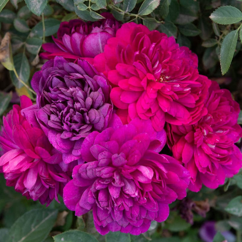 Rose Week's Sultry Night™ Bare Root